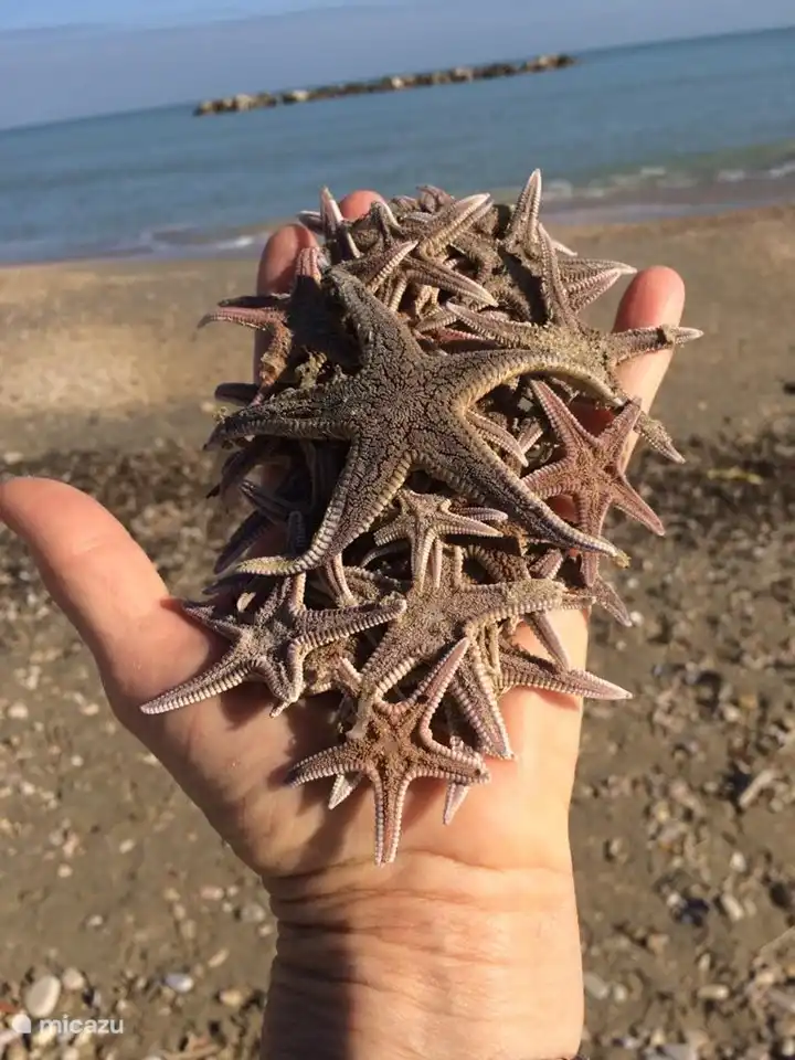 zeesterren (najaar op het strand)