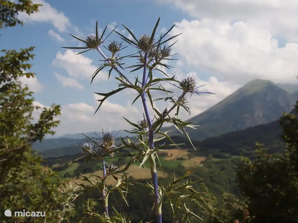 Bloem tijdens wandeling