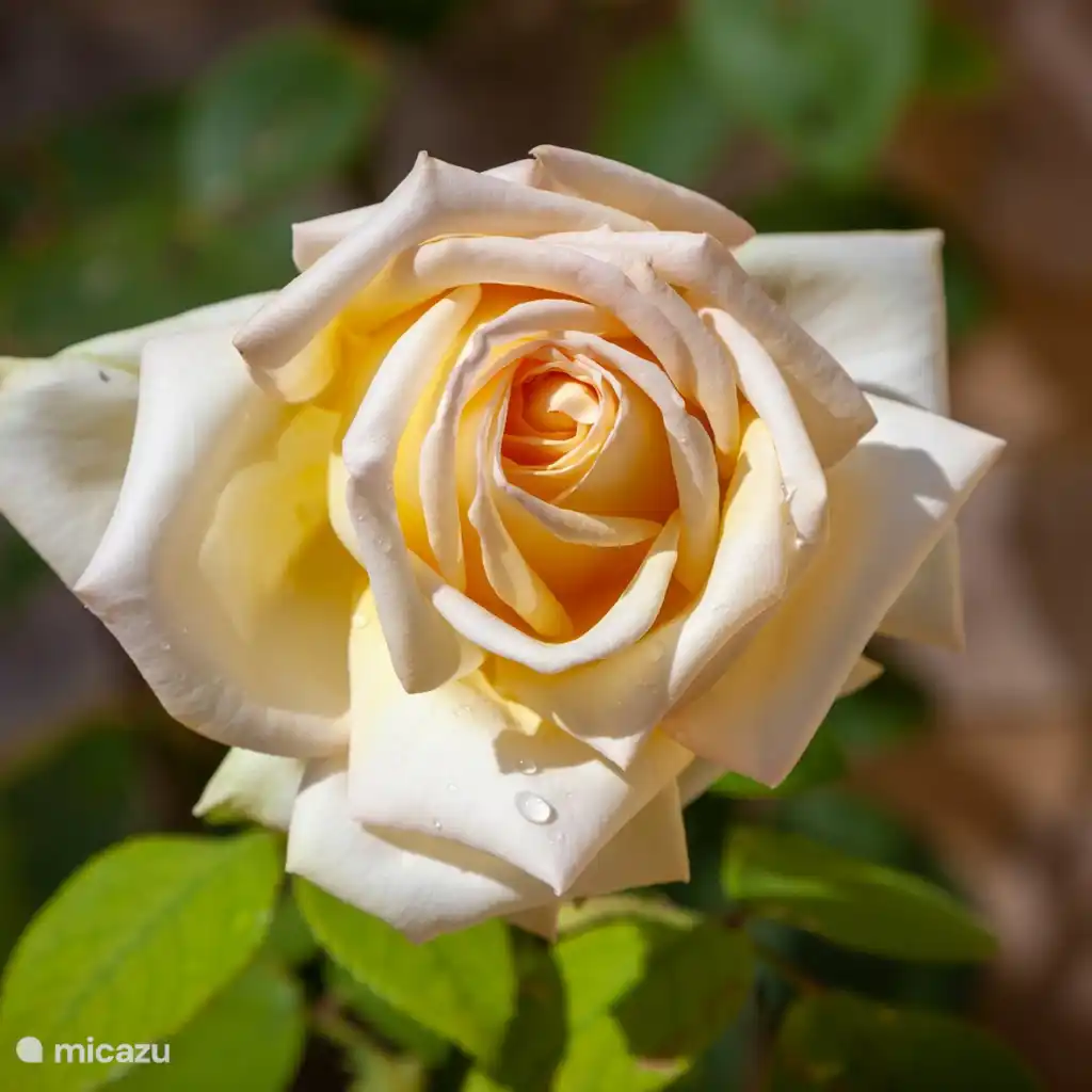 La casa di nonna Rosa