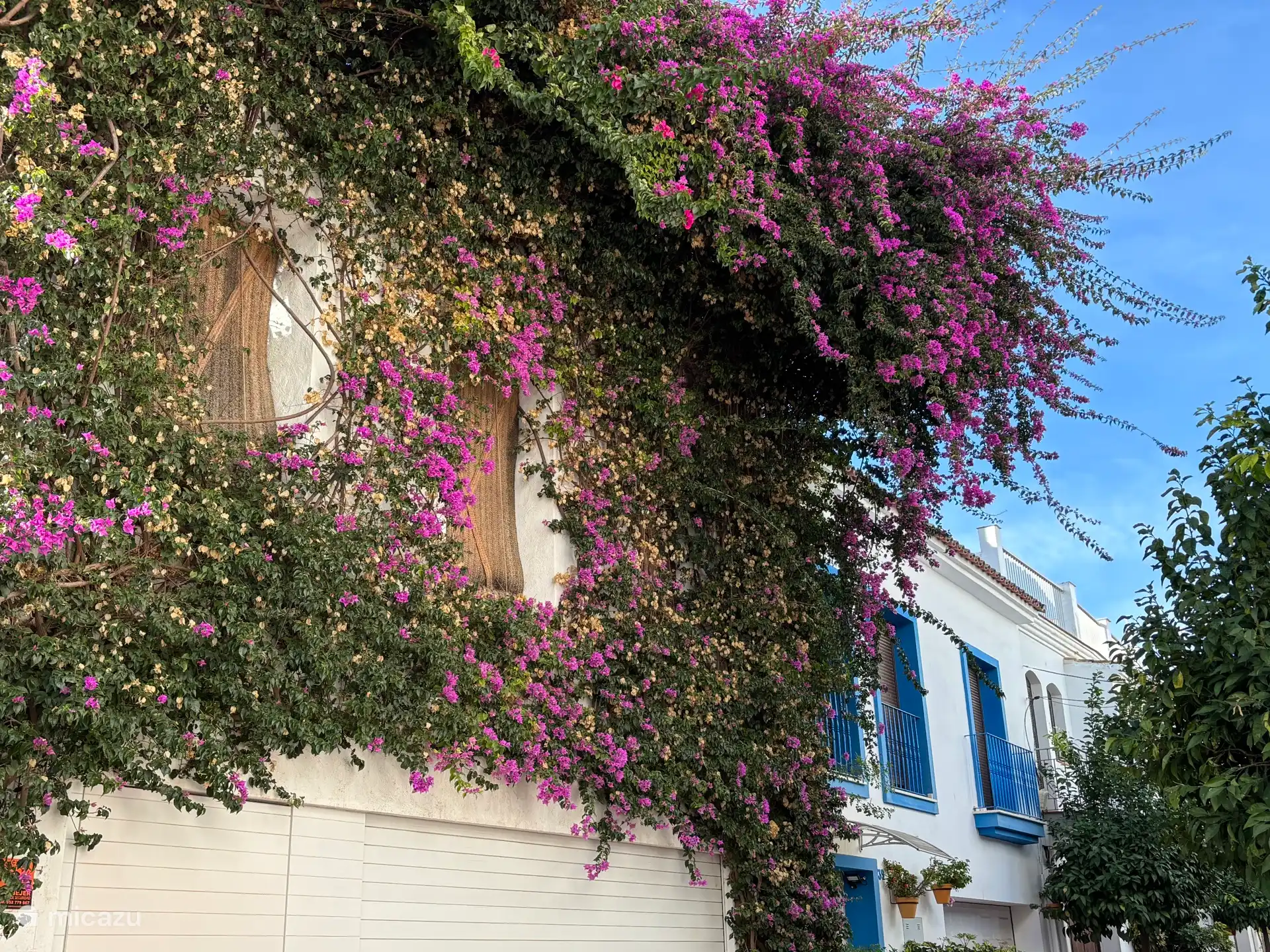 Deze foto is genomen in december, ook dan staan de bougainvilles nog in bloei. 