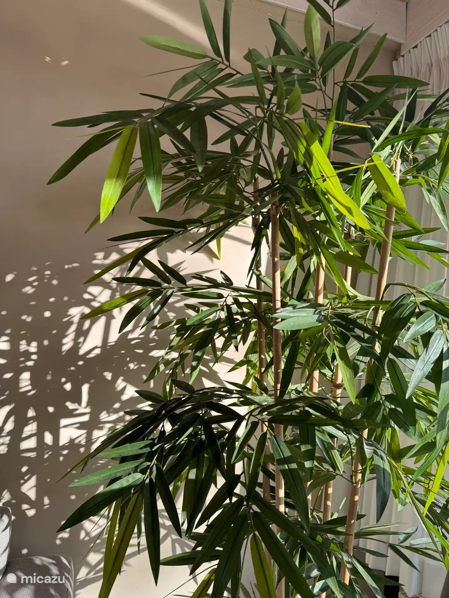 Grote palm in de woonkamer 