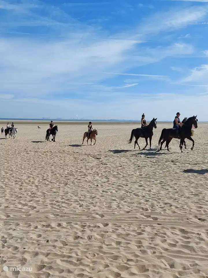 Paseos a caballo por las vastas playas de Ouddorp.
