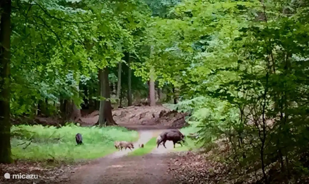 Wildschweine mit Ferkeln auf dem Veluwezoom. Wir sind ihnen mehrmals begegnet. Aber diese Zeit war etwas ganz Besonderes.