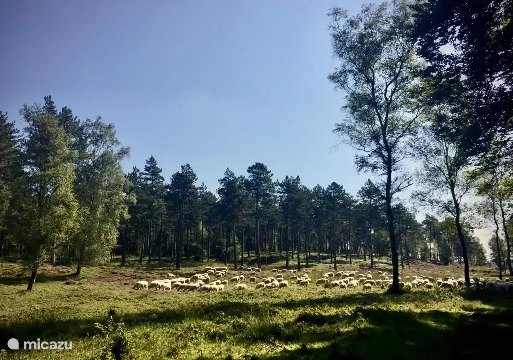 Schafherde auf dem Veluwezoom