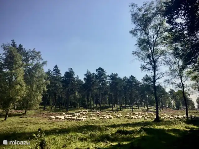 Les « Doesburgs Heerenhuys » de 1560 | Pays-Bas, Gueldre, Doesburg - maison de ville Troupeau de moutons sur le Veluwezoom