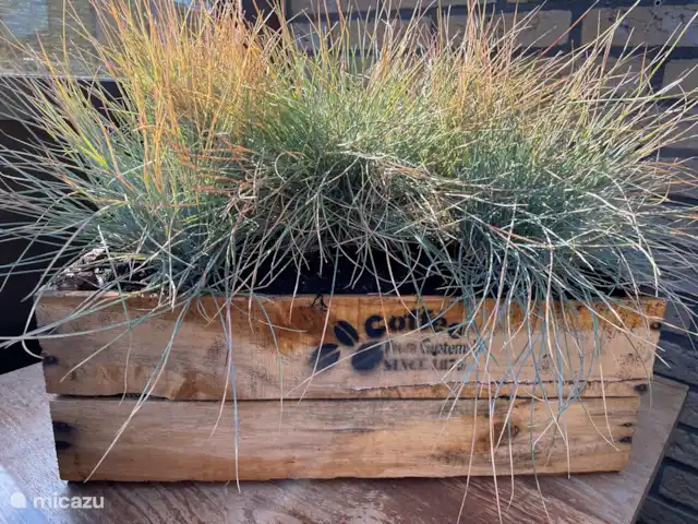 Kaap Zilt Texel | Pays-Bas, Texel, De Cocksdorp - maison de vacances herbes atmosphériques correspondant à la vue