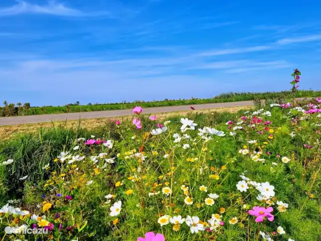 Location de Vacances Pays-Bas, Frise, Gaastmeer, bungalow - Friesland maison de vacances Rietmeer environnement fleuri