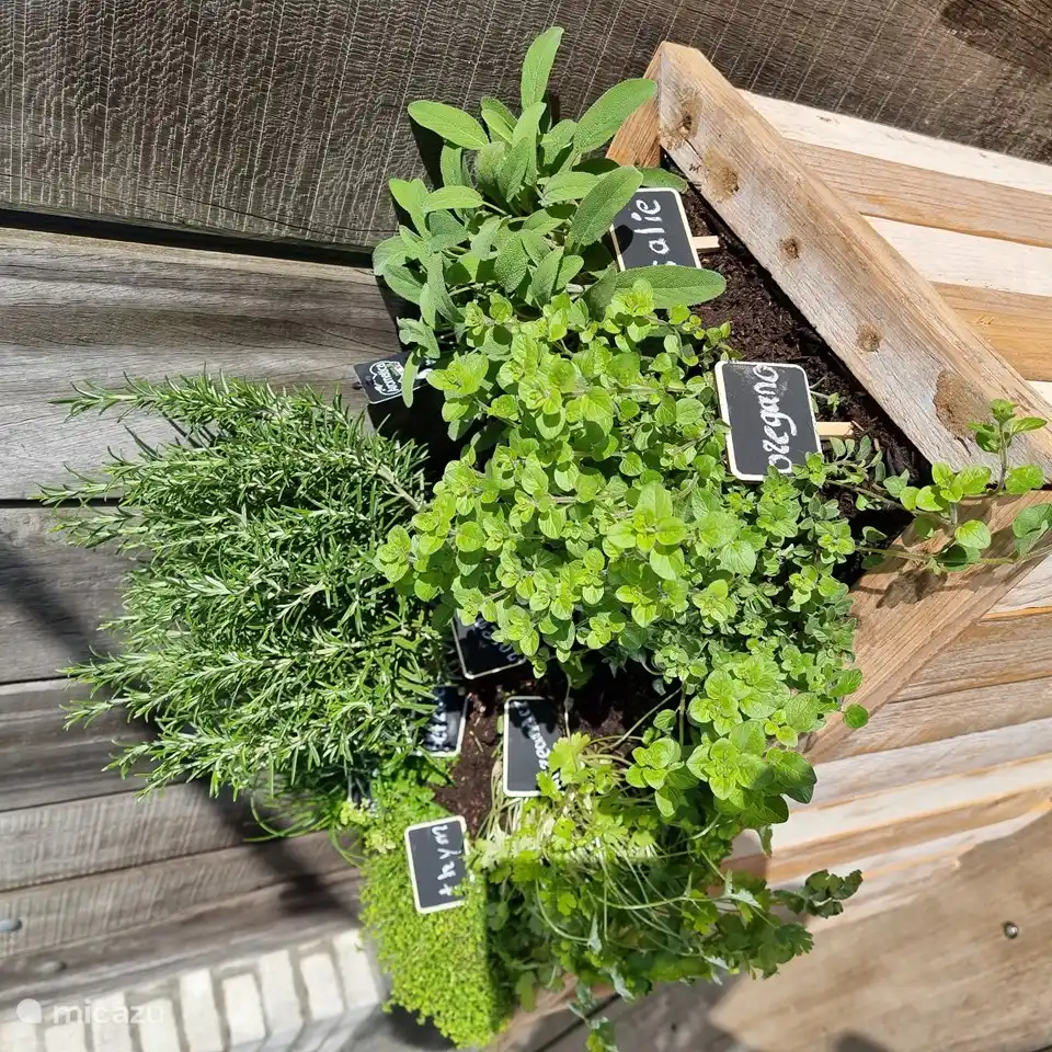 Frische Kräuter auf der Terrasse