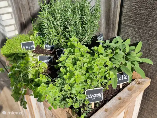 Location de Vacances Pays-Bas, Frise, Gaastmeer, bungalow - Friesland maison de vacances Rietmeer Herbes fraîches sur la terrasse