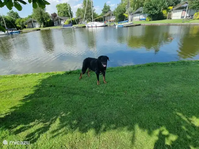 Location de Vacances Pays-Bas, Frise, Gaastmeer, bungalow - Friesland maison de vacances Rietmeer Votre animal de compagnie est le bienvenu ! En plus des postes d'amarrage permanents avec location de vos propres bateaux, le parc propose également des postes d'amarrage à louer si vous souhaitez venir avec votre propre sloop