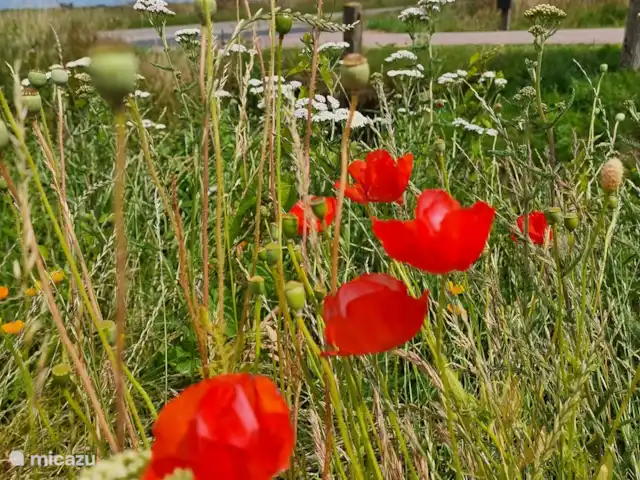 Location de Vacances Pays-Bas, Frise, Gaastmeer, bungalow - Friesland maison de vacances Rietmeer Marche ou vélo tranquille depuis la maison de vacances