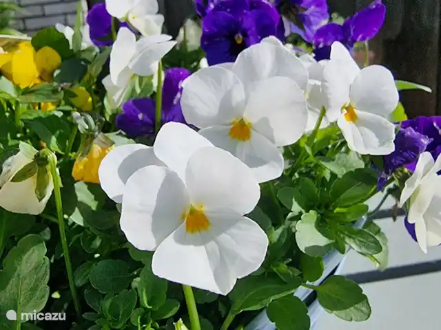 Location de Vacances Pays-Bas, Frise, Gaastmeer, bungalow - Friesland maison de vacances Rietmeer Le printemps commence tôt