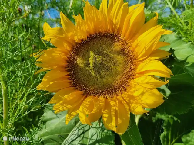 Location de Vacances Pays-Bas, Frise, Gaastmeer, bungalow - Friesland maison de vacances Rietmeer on le voit juste au bord de la route