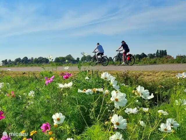 Location de Vacances Pays-Bas, Frise, Gaastmeer, bungalow - Friesland maison de vacances Rietmeer De Gaastmeer, vous pouvez faire de belles balades à vélo jusqu'à, par exemple, Workum via le ferry, Hindeloopen, Heeg, Sneek, Oudega, Bolsward.