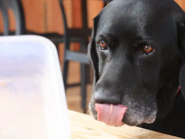 Gîte sur domaine Côte de Barcelone | Espagne, Barcelone, Sant Andreu de Llavaneres  - finca Bink