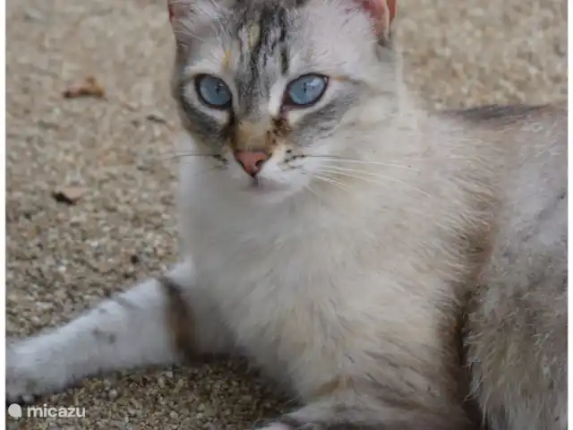 Gîte sur domaine Côte de Barcelone | Espagne, Barcelone, Sant Andreu de Llavaneres  - finca Loisy