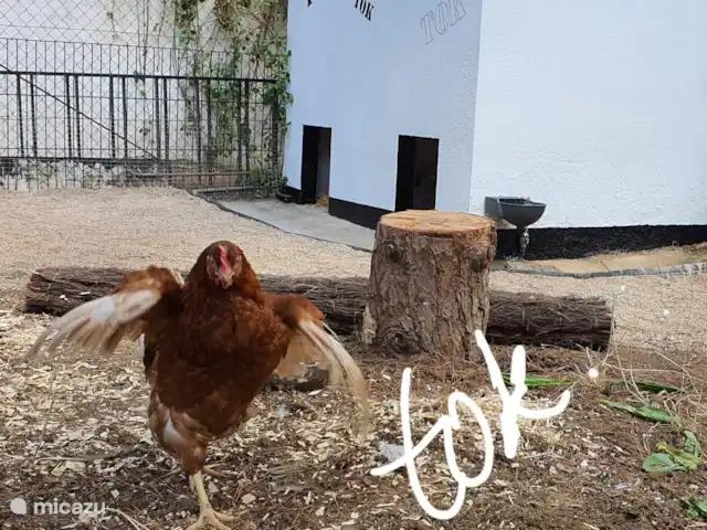 Gîte sur domaine Côte de Barcelone | Espagne, Barcelone, Sant Andreu de Llavaneres  - finca J’ai pondu un œuf