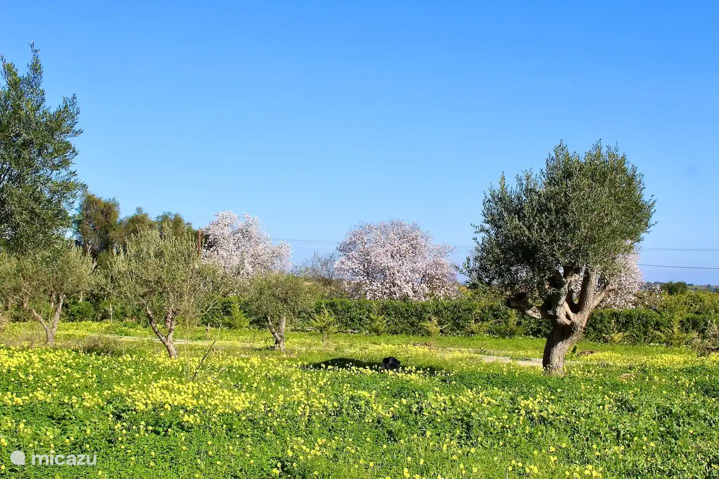 Primavera en enero, con almendros en flor