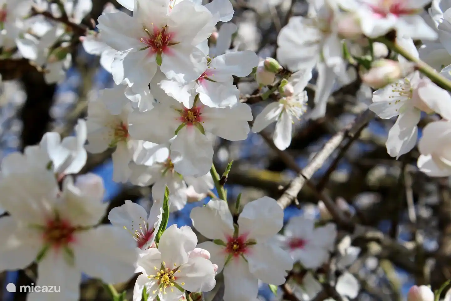 Flor de almendro, anunciando la primavera en enero