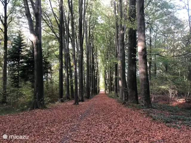 Location de Vacances Pays-Bas, Overijssel, De Lutte, maison de vacances - LansHuuske