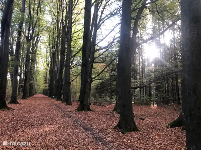 Location de Vacances Pays-Bas, Overijssel, De Lutte, maison de vacances - LansHuuske
