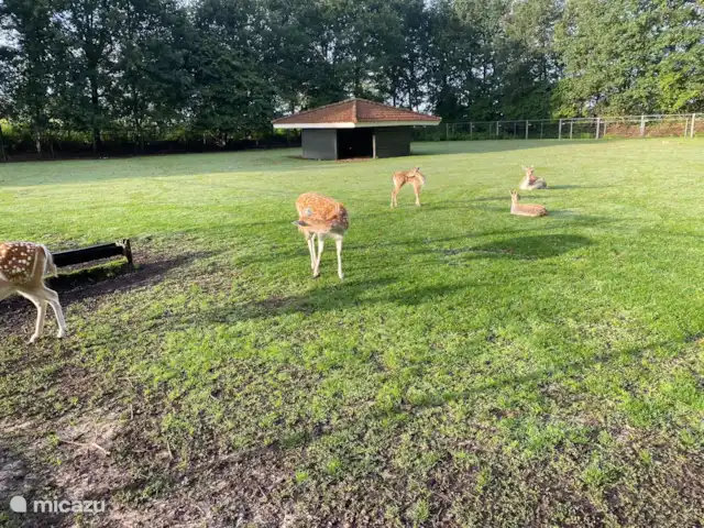 Vijverzicht 221 met Whirlpool huren in Nederland, Overijssel, Gramsbergen - vakantiehuis