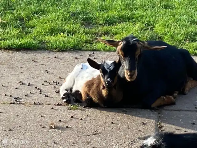 Vijverzicht 221 met Whirlpool huren in Nederland, Overijssel, Gramsbergen - vakantiehuis