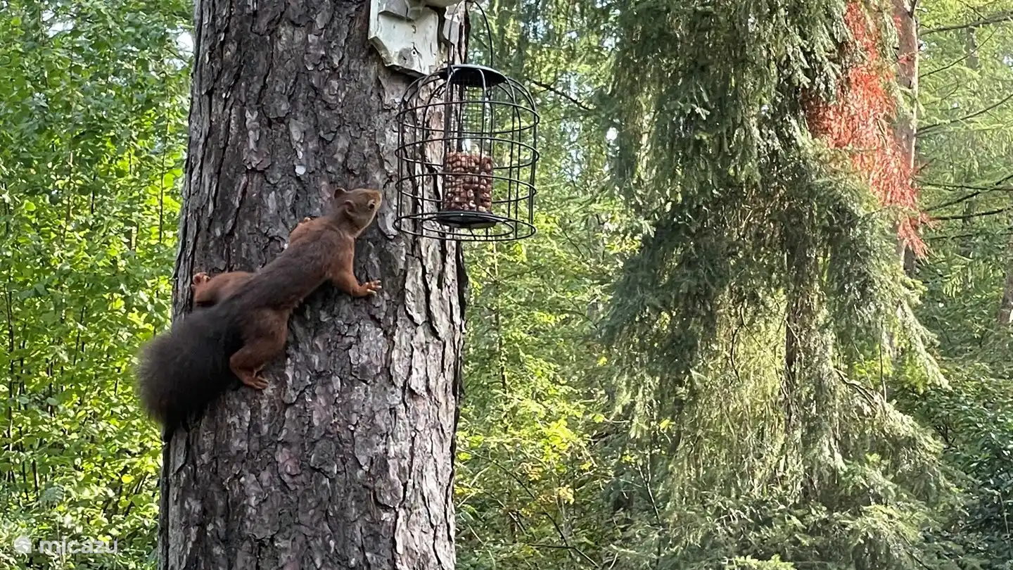 Im Garten können Sie regelmäßig Eichhörnchen, Hasen und Vögel entdecken.