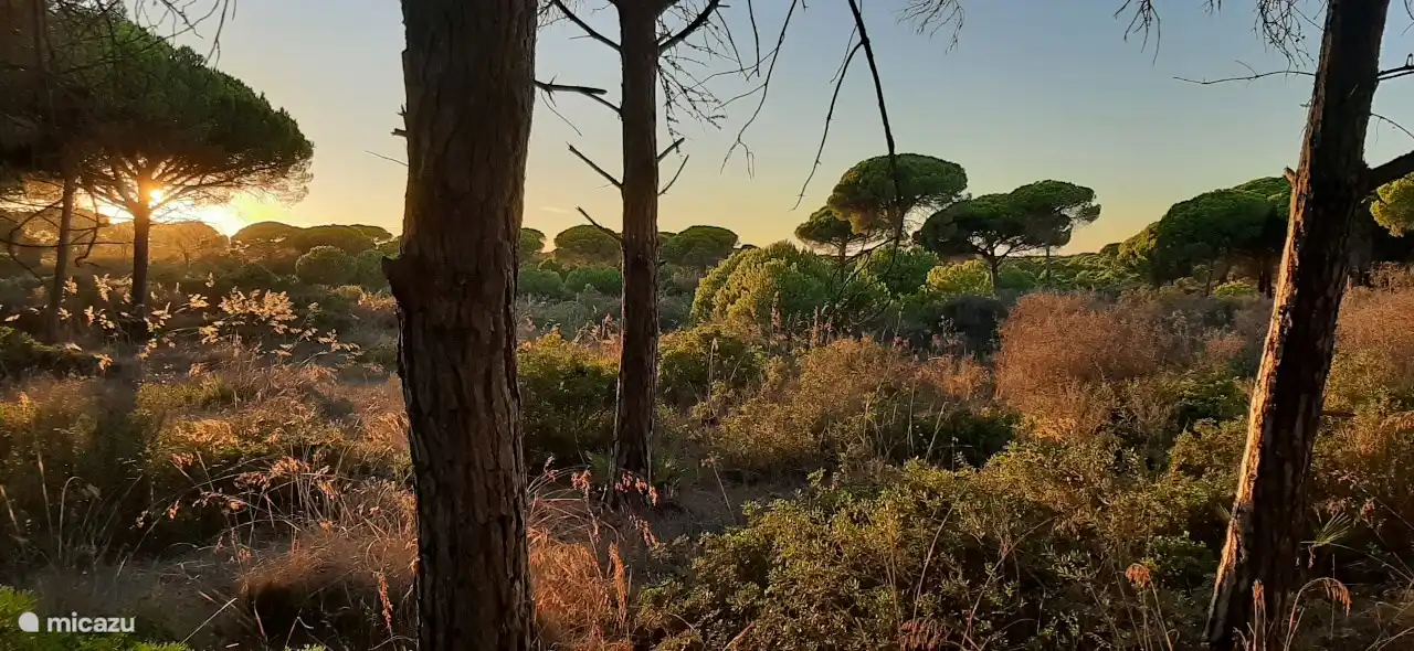 Finca liegt in der Nähe von Pinienwald