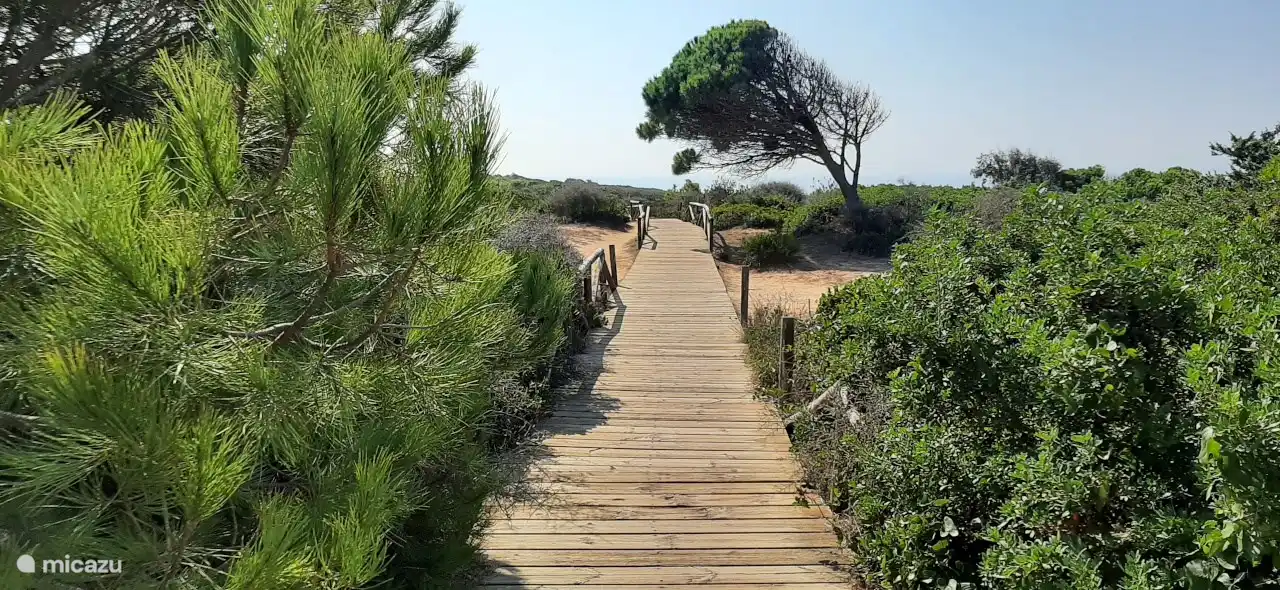 Finca liegt in der Nähe von Pinienwald