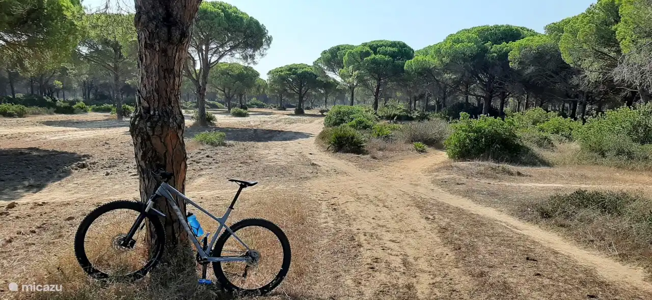 Finca liegt in der Nähe von Pinienwald