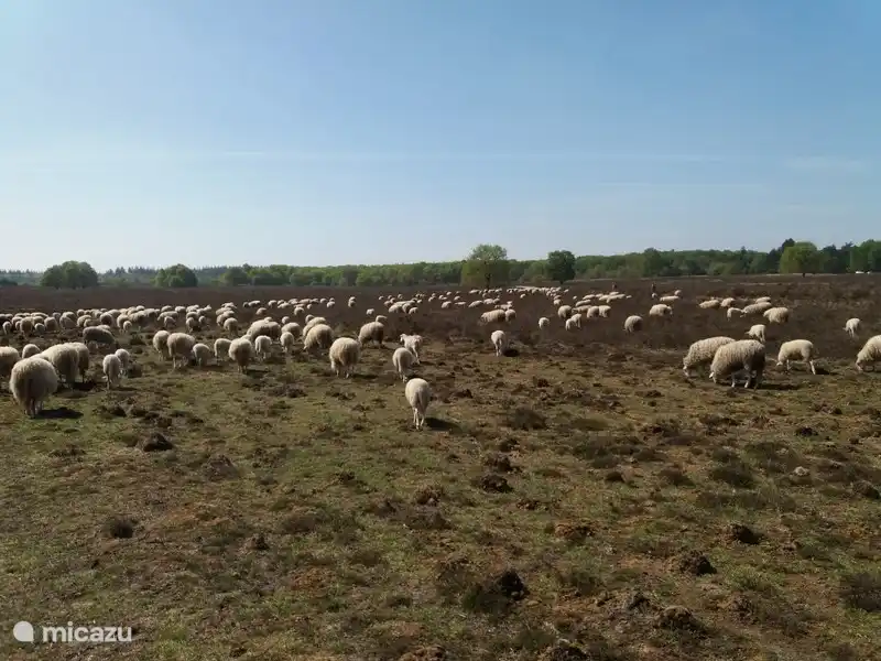 schapen op de heide tussen Putten en Ermelo