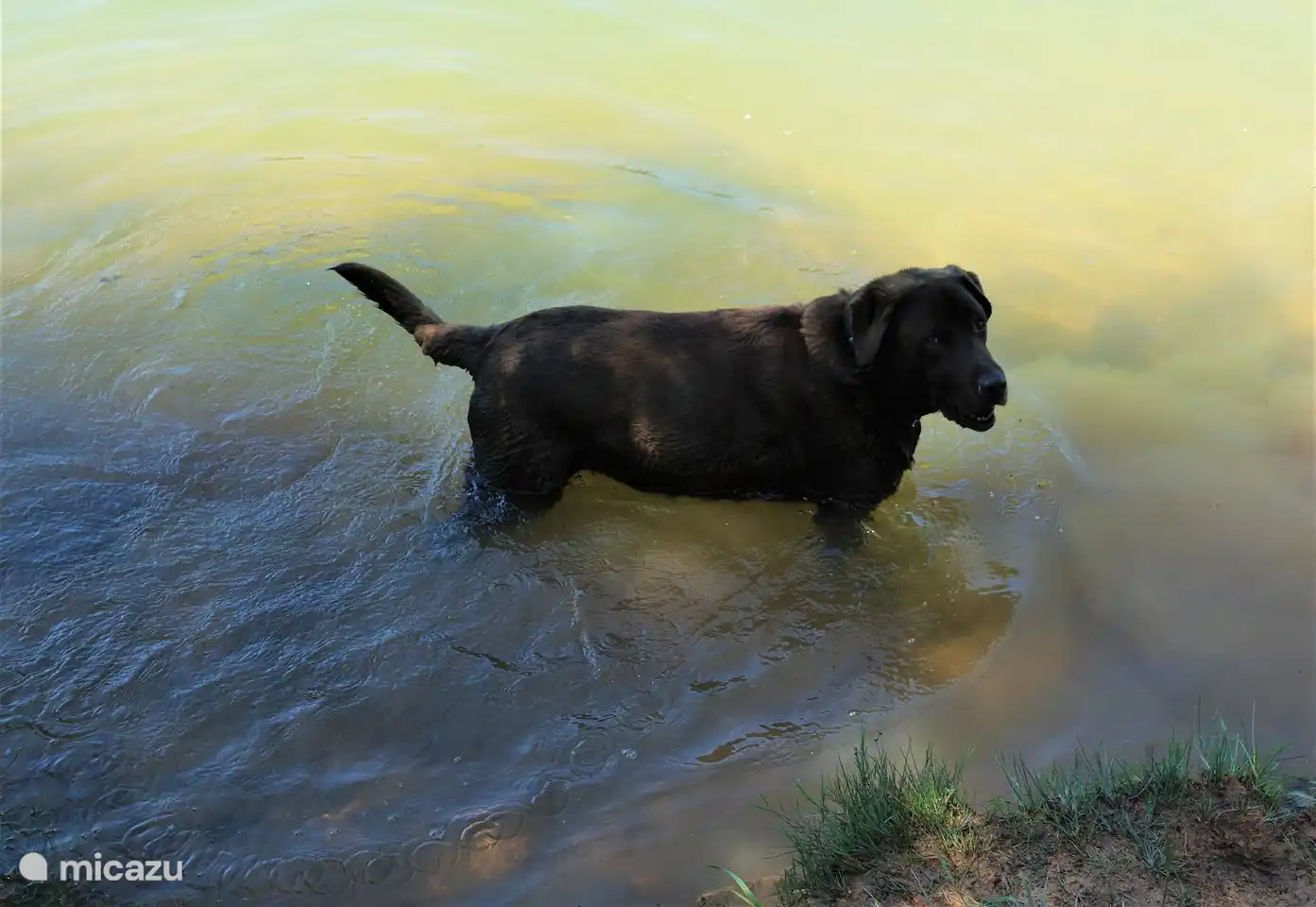 people can also swim there