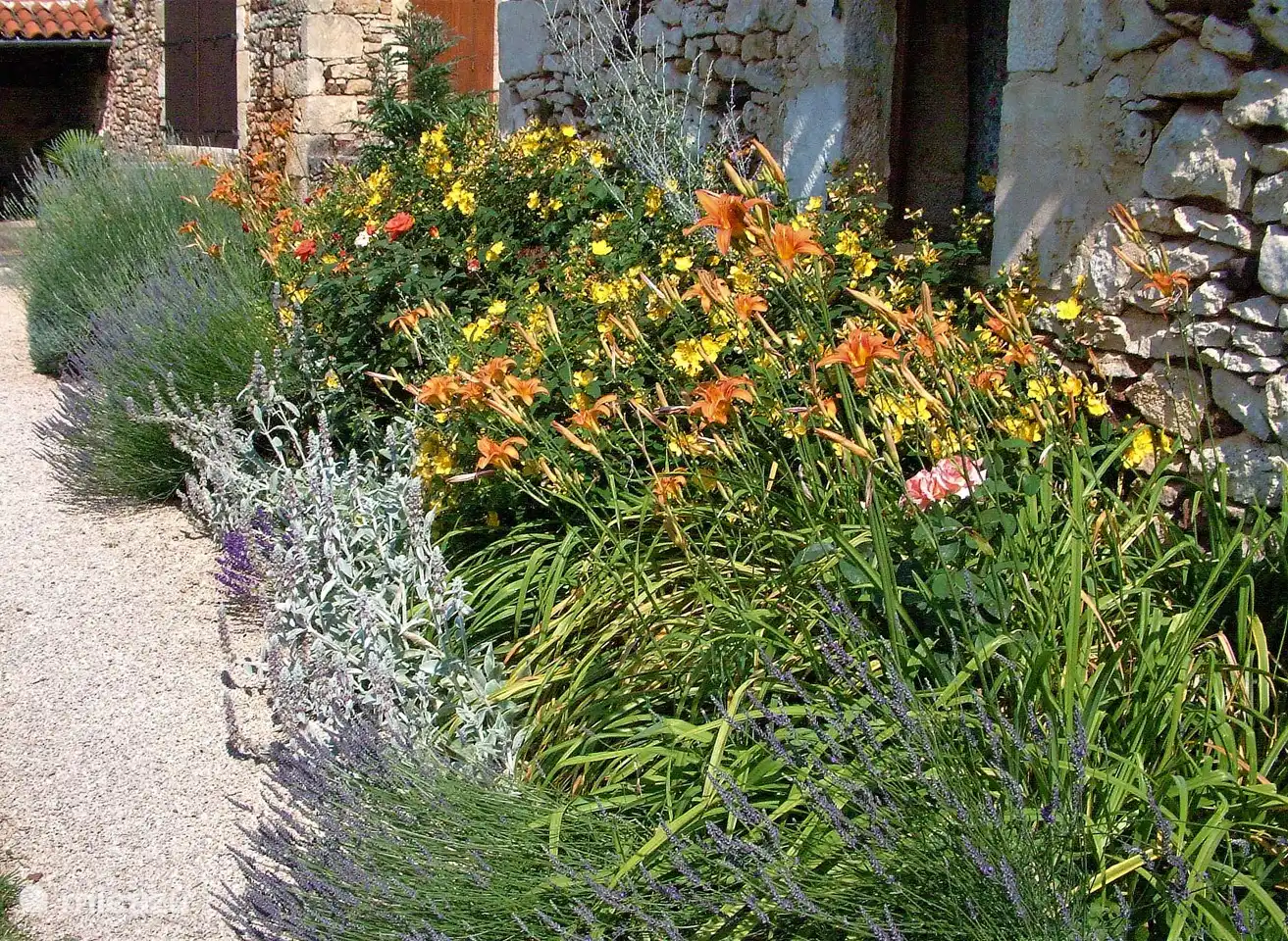 exuberant bloom in summer