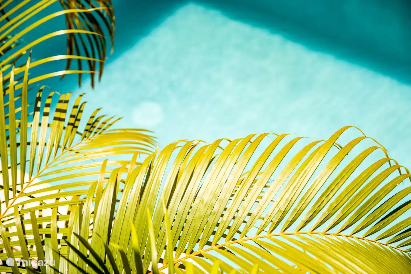 un poco de verde en la piscina Malibú 