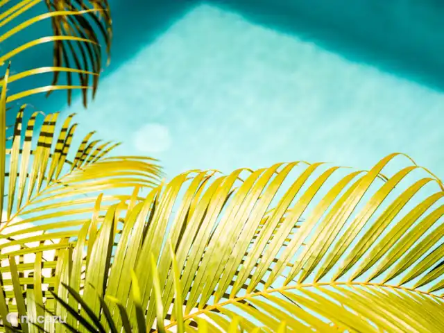 Villa Malibu Complexe Sécurisé | Curaçao, Banda Abou (ouest), Fontein - villa un peu de verdure à la piscine Malibu
