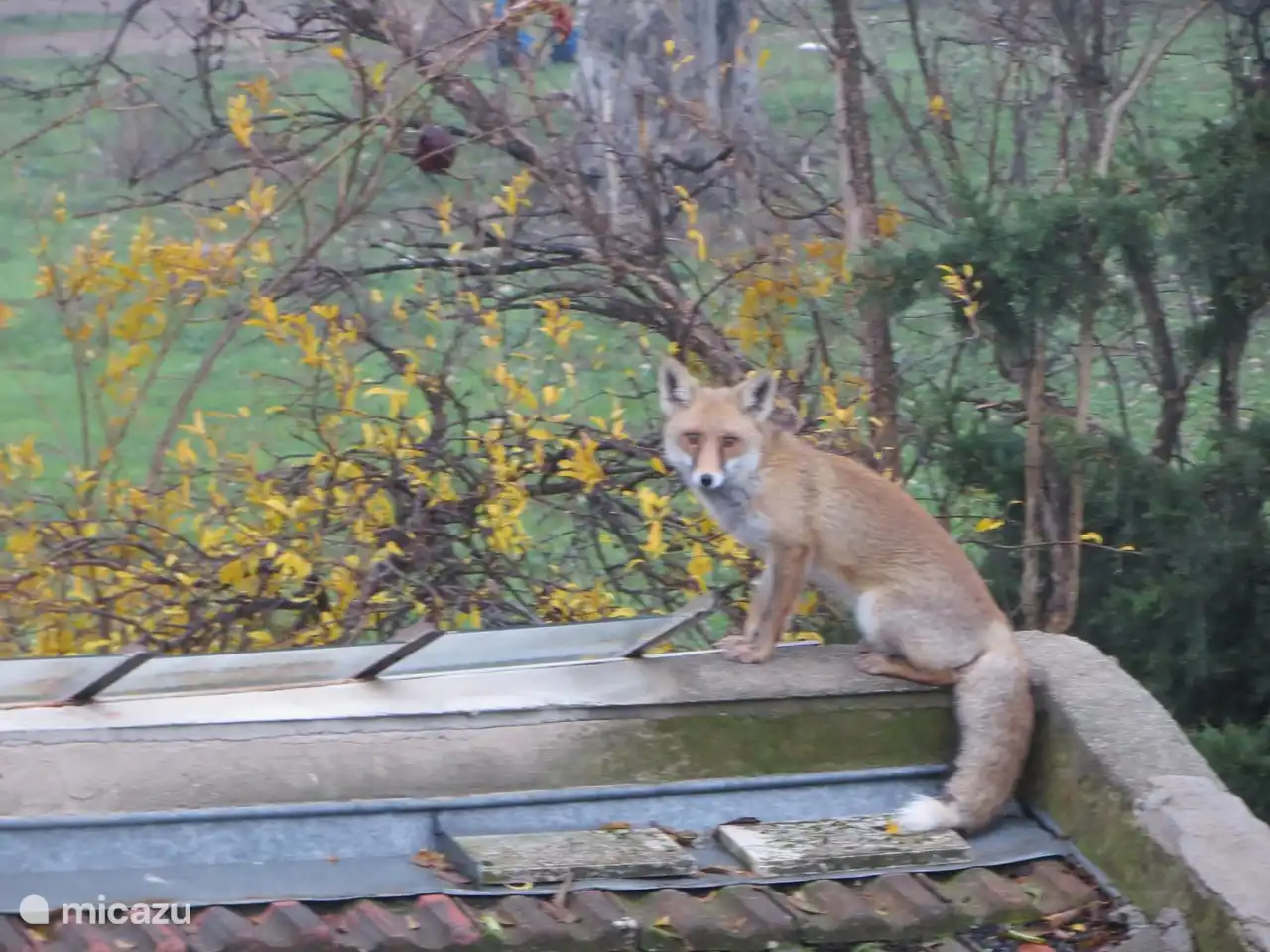 (un?) gewünschter Besucher