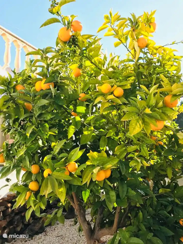 Der Garten mit Obst Omen