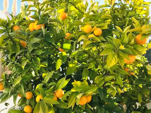 Villa Blanca 10 personas en España, Costa Blanca, Calpe - villa El jardín con presagio de frutas.