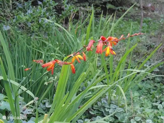 chalet huren in België, Ardennen, Barvaux-sur-Ourthe – De Klingelhütte met gastenverblijf. tuin
