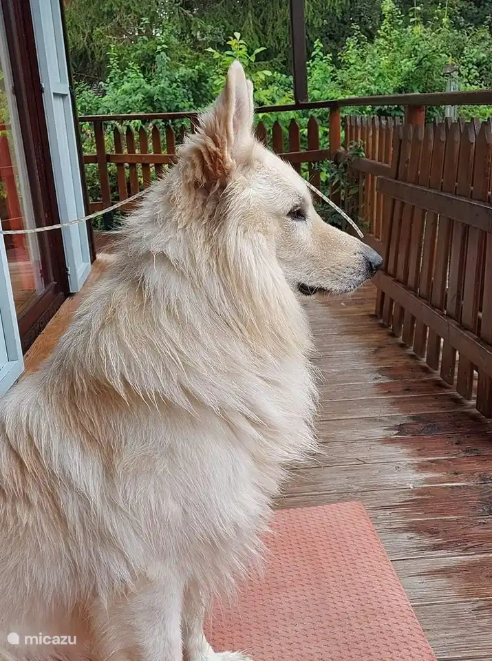 2 mascotas bienvenidas