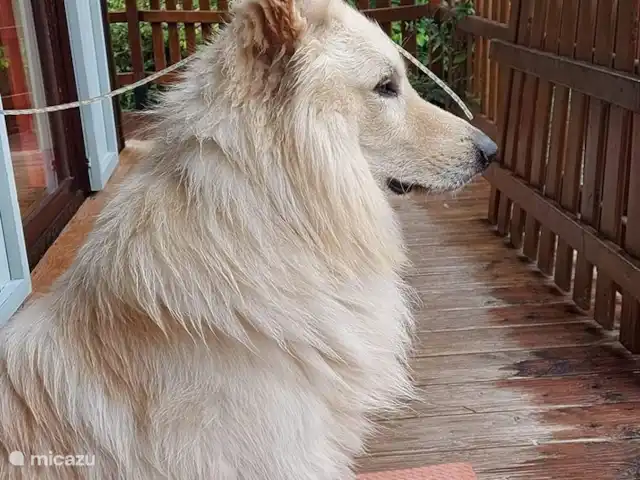 chalet huren in België, Ardennen, Barvaux-sur-Ourthe – De Klingelhütte met gastenverblijf. 2 huisdieren welkom