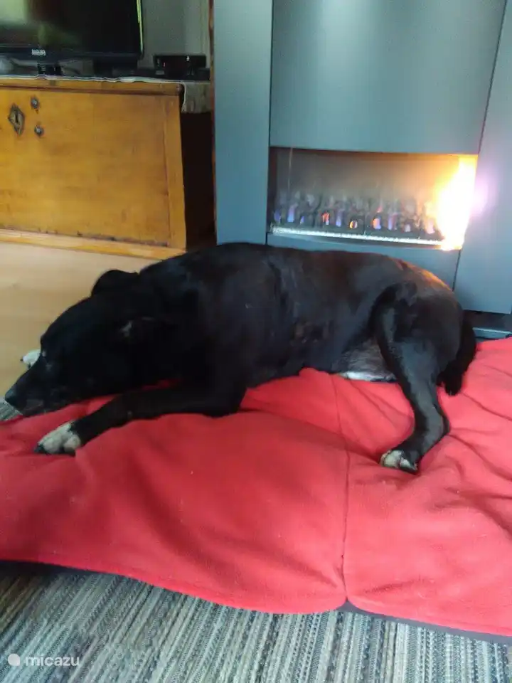 perro feliz por el calorcito de la estufa.