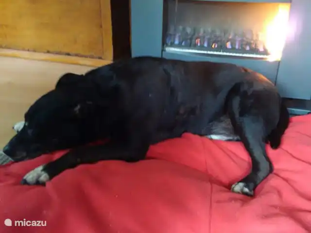 chalet huren in België, Ardennen, Barvaux-sur-Ourthe – De Klingelhütte met gastenverblijf. blije hond voor de warmte van de kachel.