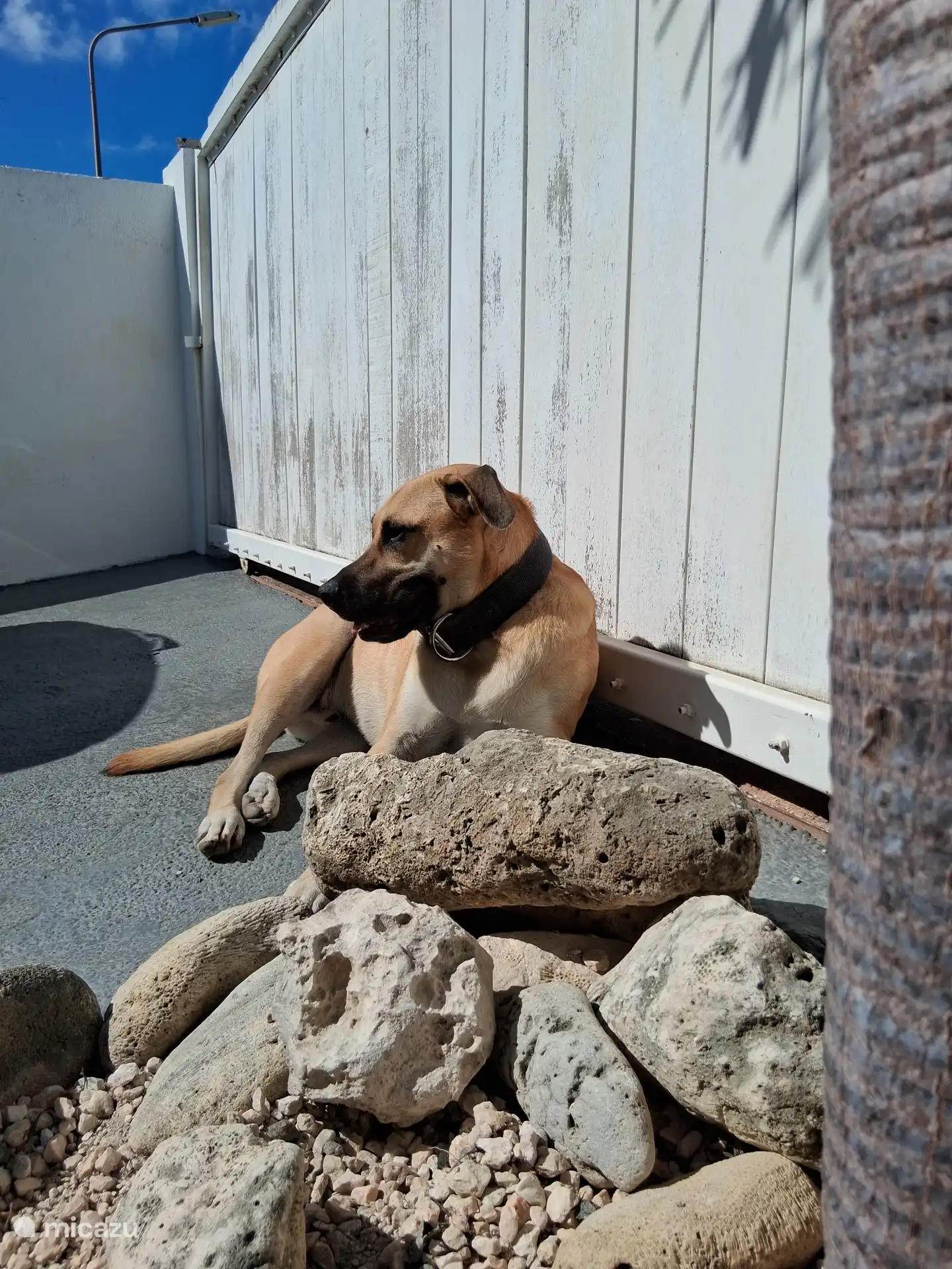 Zeus (janvier 2022) aime la paix et le calme mais a parfois aussi ses 5 minutes folles, avec son jouet en peluche. 