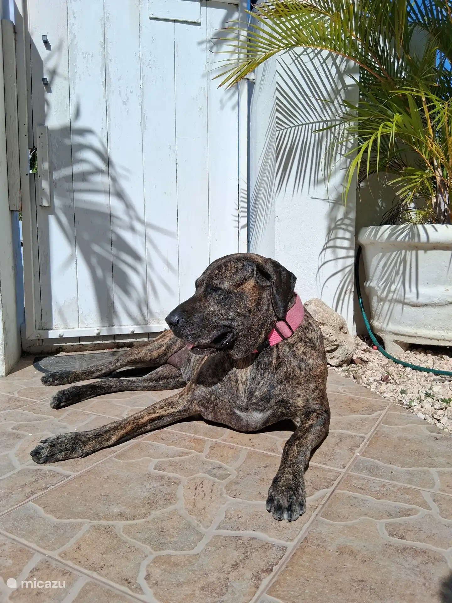 Je suis Bella (avril 2019), la plus âgée du groupe, j’ai un aboiement fort... Mais je suis très loyale et gentille.