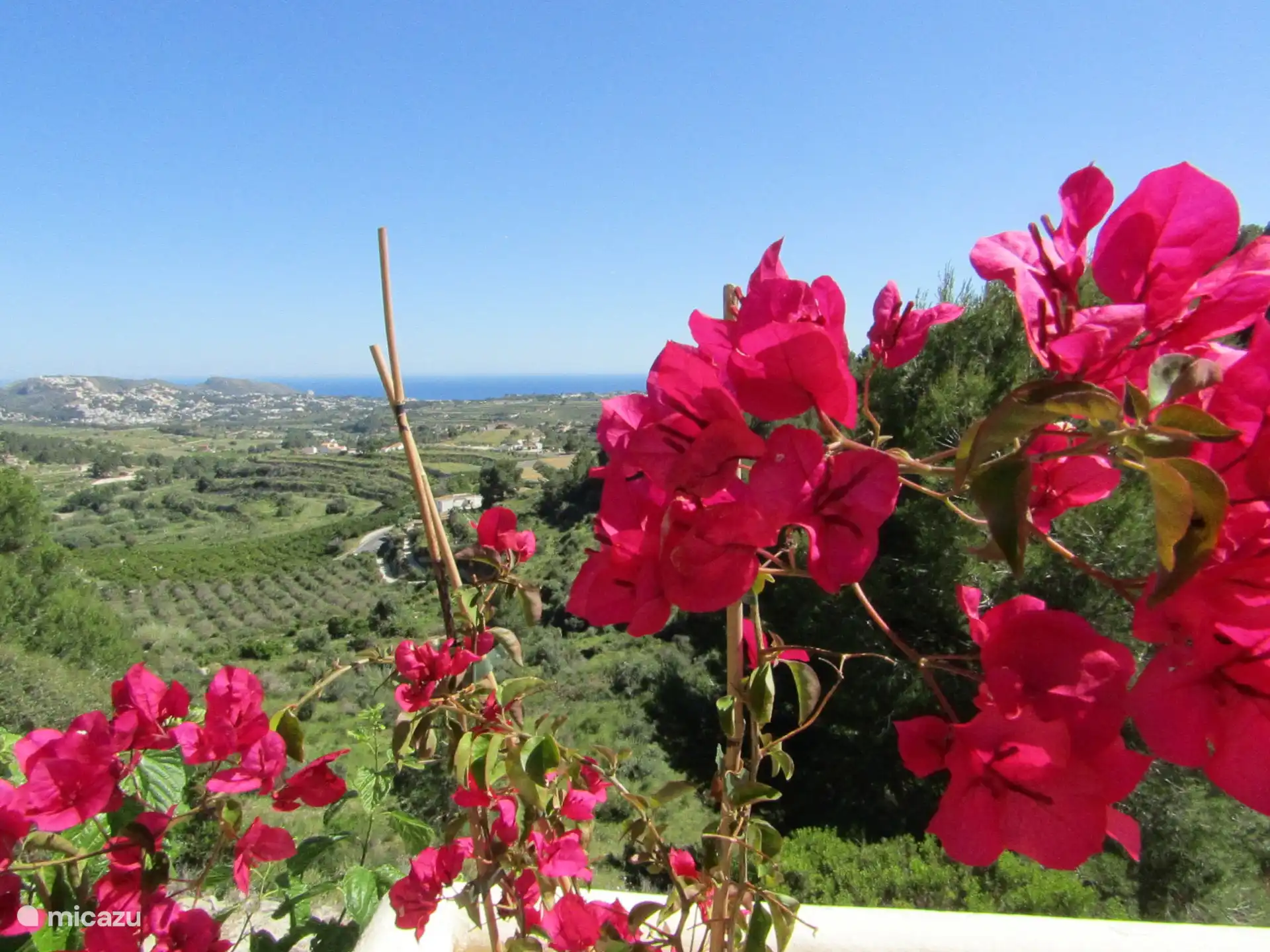 Bougainvillea mit Aussicht