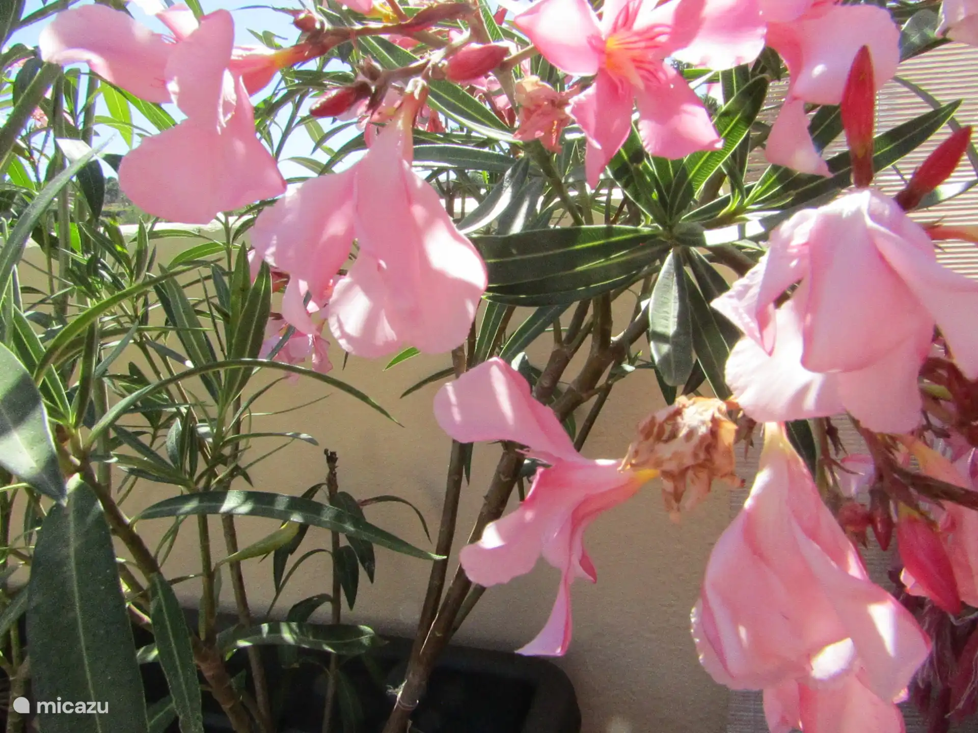 Oleander auf der Terrasse