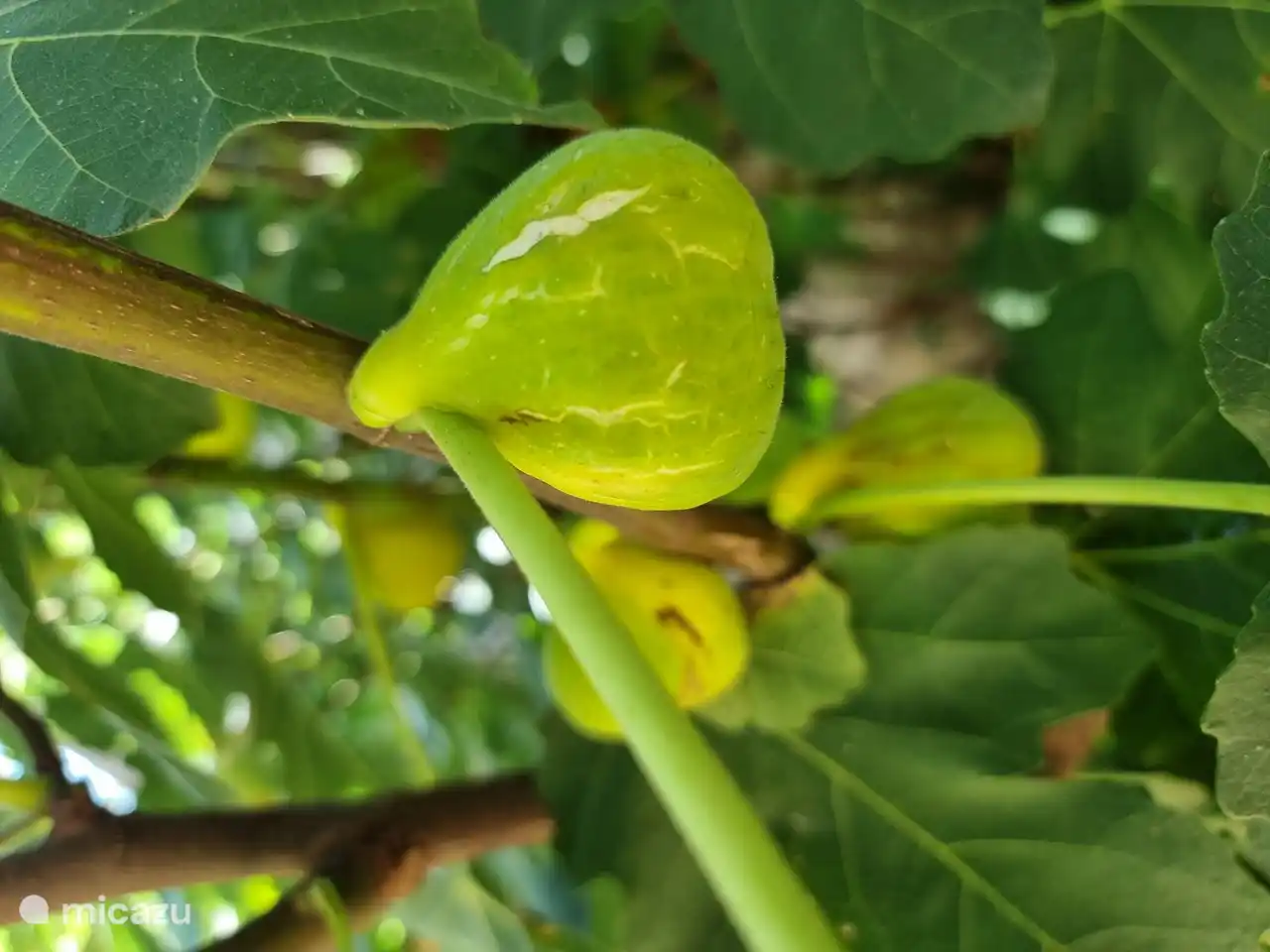 Higos verdes frescos del jardín.