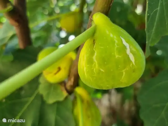 L’ancienne ferme de Goth | France, Lot, Serignac - maison de vacances Figues vertes fraîches du jardin.